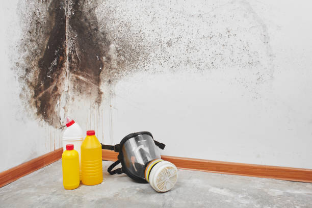 Best Bathroom Mold Remediation in Albany, MN