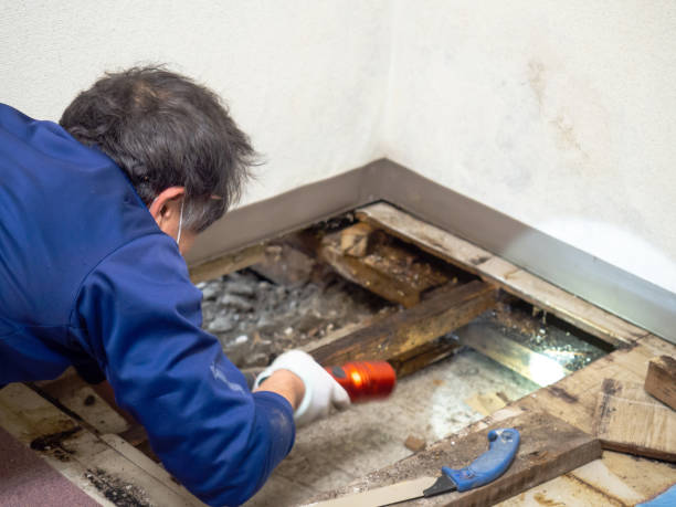 Best Mold Remediation for Specific Building Types in Albany, MN