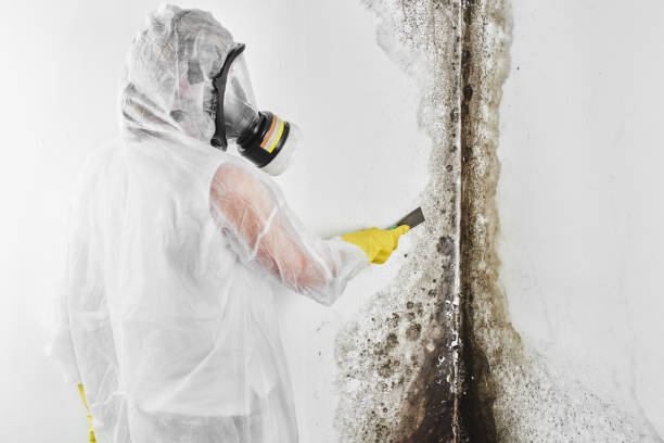 Best Mold Testing and Inspection Services in Albany, MN