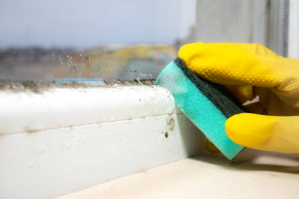 Best Industrial Mold Remediation in Albany, MN