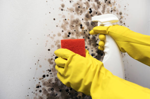 Best Health and Safety Mold Remediation in Albany, MN