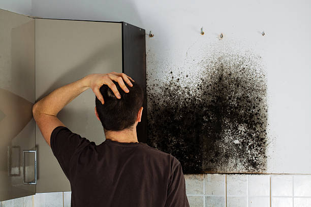 Best Attic Mold Remediation in Albany, MN