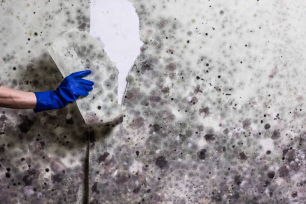 Professional Mold Remediation in Albany, MN